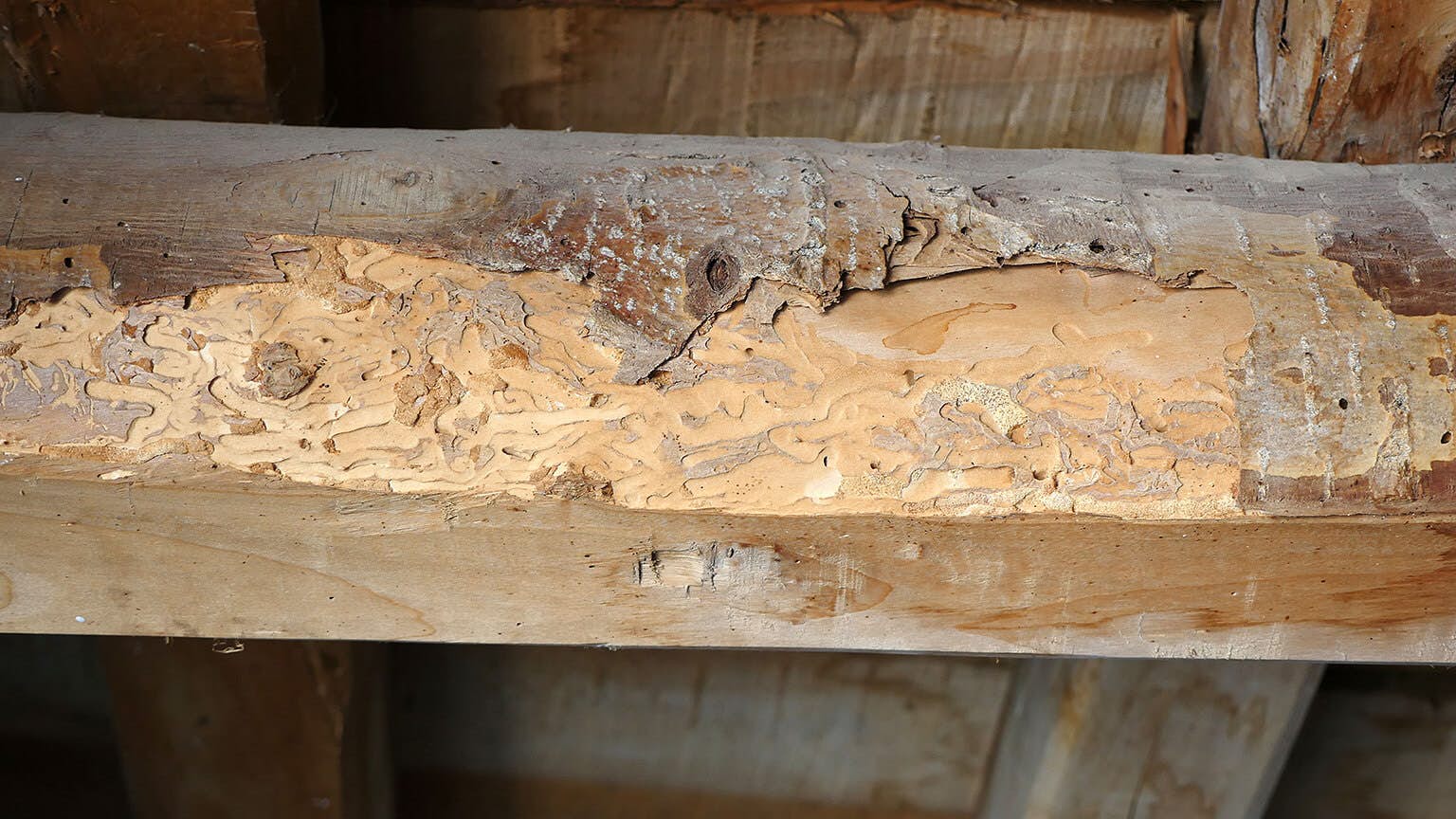 Termite Damage in Basement Wooden Supports