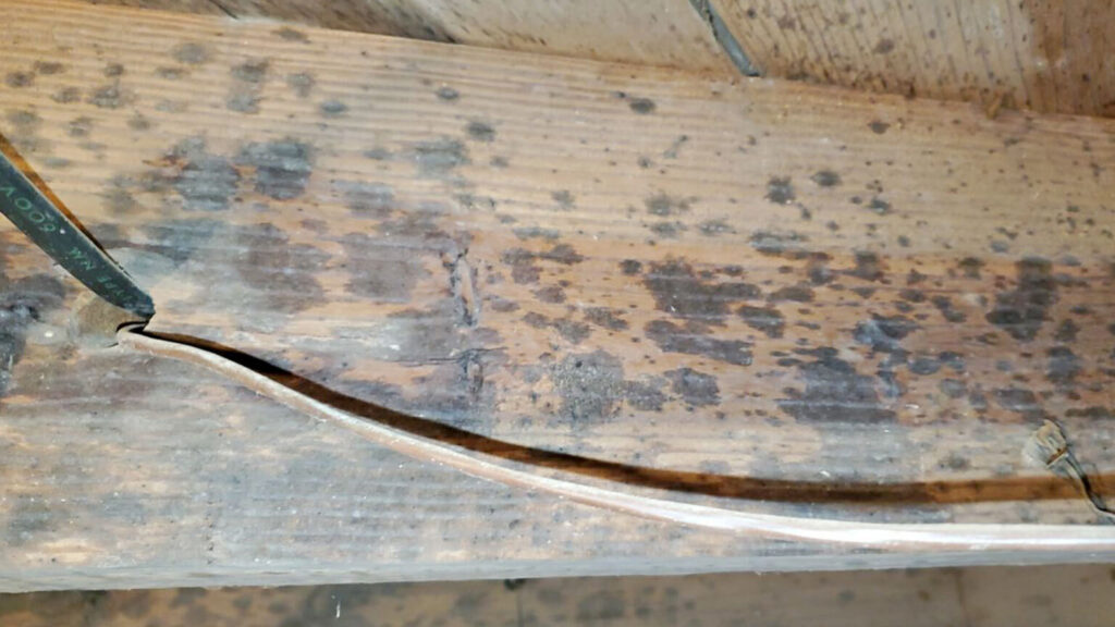 Moldy Floor Joists