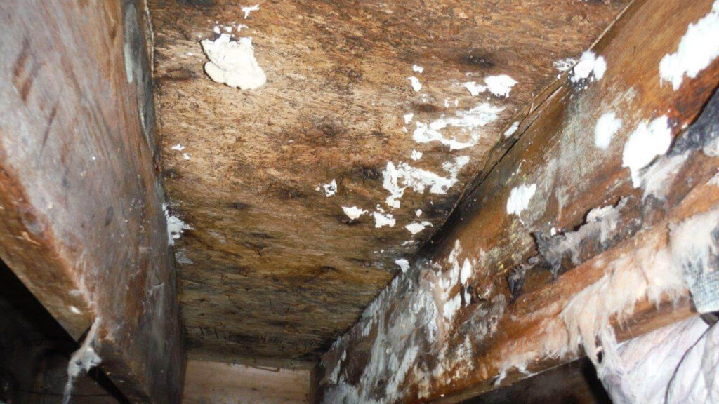 Mold on Floor Joists