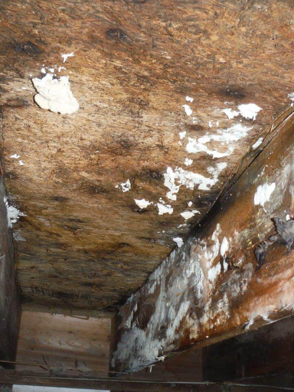 Mold Growth in a Wood Basement