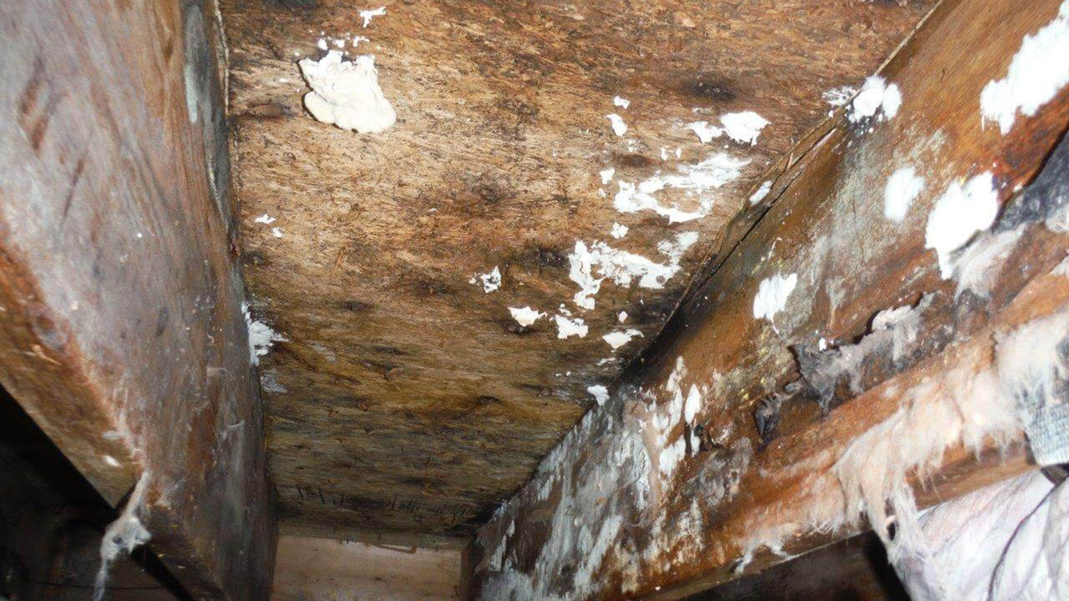 Mold on Floor Joists