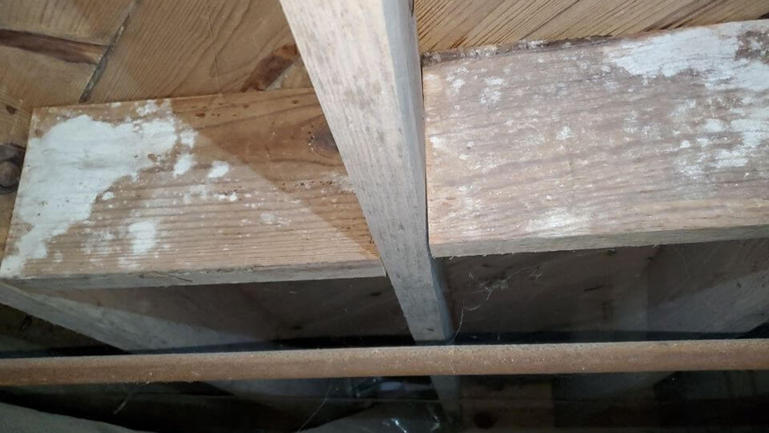 Mold on floor joists