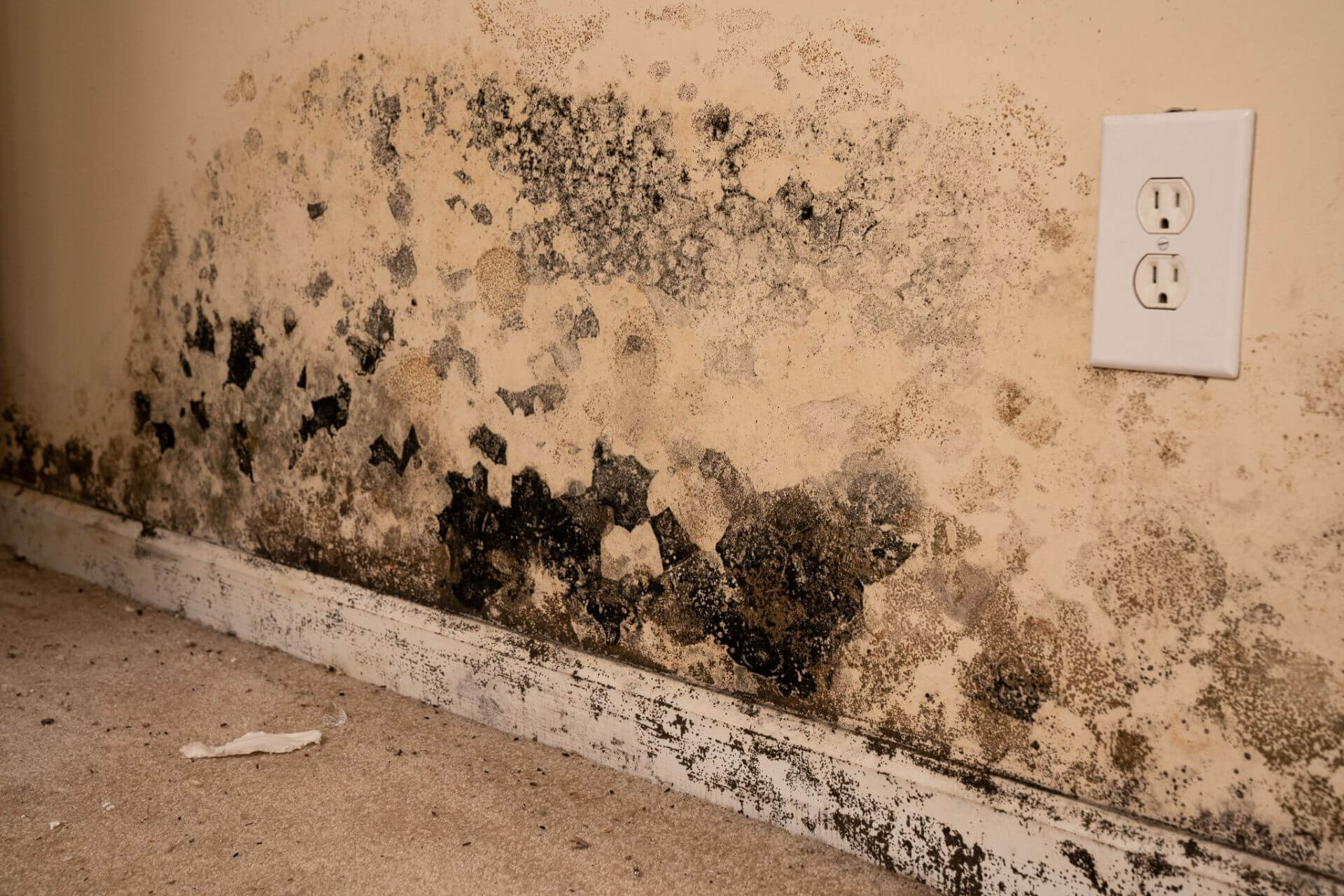 Moldy Dry Wall