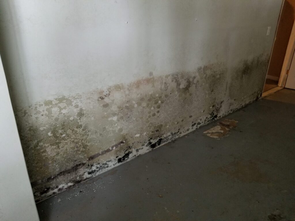 Mold on Basement Drywall