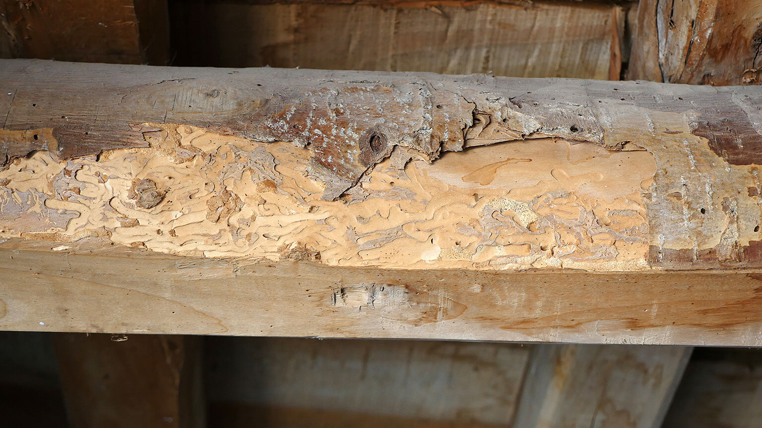 Wood Rot on Framing