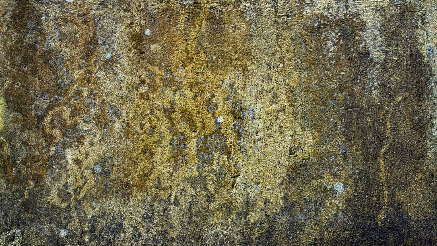 Basement Mold